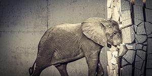 éléphant